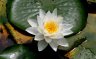 Water Lily, Chinese Garden Flowers