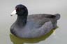 American Coot, Canada Stock Photographs