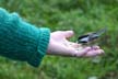 Animal Feedings, Lost Lagoon