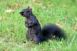 Squirrel, Canada Stock Photos