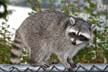 Raccoons, Stanley Park Wildlife