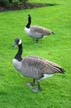 Canadian Geese, Canada Stock Photos