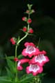 Flowers, Canada Stock Photographs