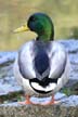 Mallard Duck, Park