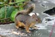 Squirrel, Canada Stock Photos