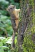 Squirrel, Canada Stock Photos