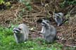 Raccoons, Stanley Park Wildlife