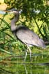 Great Blue Heron, Canada Stock Photos