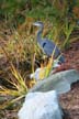 Great Blue Heron, VanDusen Botanical Garden