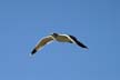 Flying Seagull(s), Vancouver Wildlife