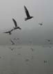 Segulls, Canada Stock Photographs