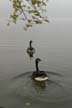 Canadian Geese, Lost Lagoon