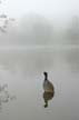 Fall & Fog, Canada Stock Photographs