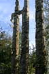 Totem Poles, Vancouver Airport