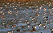 Sea Birds, Englsih Bay