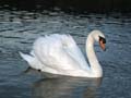 Lost Lagoon Swans, Stanley Park Vancouver