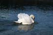 Lost Lagoon Swans, Stanley Park Vancouver