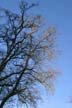 Trees, Lost Lagoon