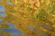 Fall Reflections, Canada Stock Photographs