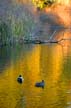 Lost Lagoon, Canada Stock Photographs