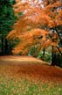 Fall Pictures, Grouse Mountain