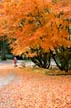 Fall Photos, Canada Stock Photographs