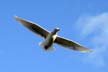 Seagull, Vancouver Wildlife