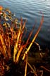 Fall Colors, Canada Stock Photographs