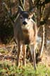 Elk, Grouse Mountain