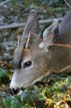 Elk, Grouse Mountain