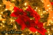 Christmas Tree, Canada Stock Photographs