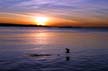 West Vancouver -Ambleside Beach, Seagull West Vancouver Seascape