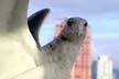 Flying Seagull(s), Vancouver Wildlife