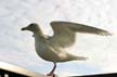 Flying Seagull(s), Vancouver Wildlife