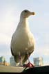 Canadian Goose, Vancouver Wildlife