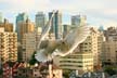 Flying Seagull(s), Canada Stock Photographs