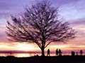 Ambleside Park, Canada Stock Photographs