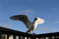 Vancouver Seagulls, Canada Stock Photos