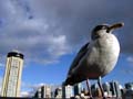 Canadian Goose, Vancouver Wildlife