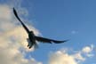 Flying Seagull(s), Canada Stock Photos