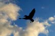 Flying Seagull(s), Canada Stock Photos