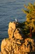 Siwash Rock, Canada Stock Photographs