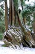 Hallow Tree, Stanley Park