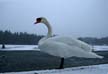 Winter Lost Lagoon, Canada Stock Photographs