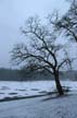 Winter Trees, Stanley Park