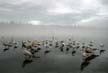 SeaGulls Winter Lost Lagoon, Canada Stock Photographs