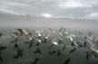 SeaGulls Winter Lost Lagoon, Canada Stock Photographs