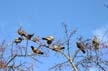 Pigeon(s), Canada Stock Photographs