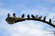 Pigeon(s), Canada Stock Photographs