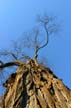 Tree Branches, Canada Stock Photographs